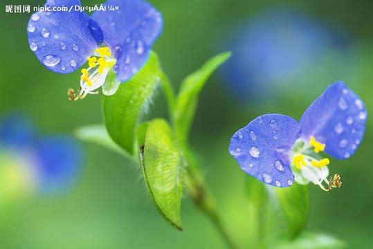 造成白癜風(fēng)擴(kuò)散的根本原因有哪些