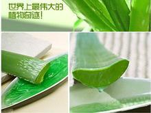 白癜風手術后可以給傷口涂蘆薈膠嗎