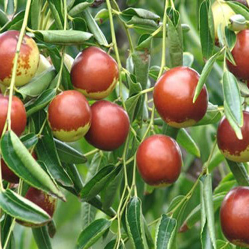 得了白癜風可以吃鮮棗嗎