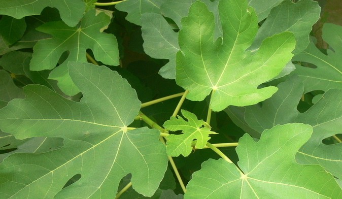 白癜風,無花果葉子治療白癜風