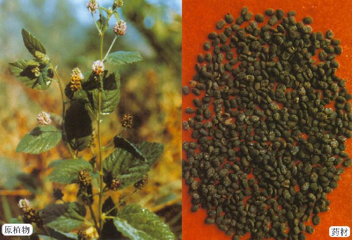 男性用補(bǔ)骨脂泡的藥酒能治白癜風(fēng)嗎