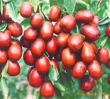 女性白癜風吃哪些食物能夠補血