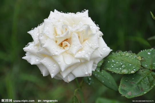 白癜風患者怎么根據自身條件選擇治療方法