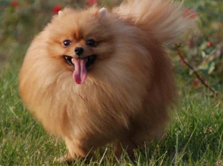 石家莊白癜風醫(yī)院：白癜風患者為什么不能與寵物接觸